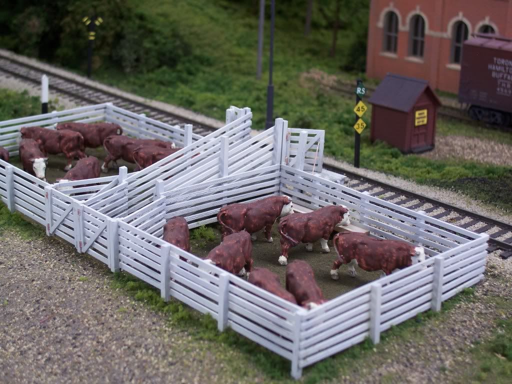 o scale cattle